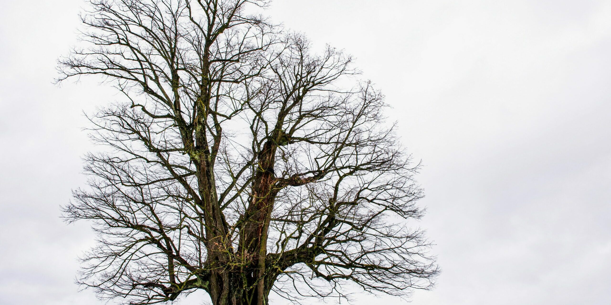 susanne-jutzeler-JoPcVH_e3ew-unsplash