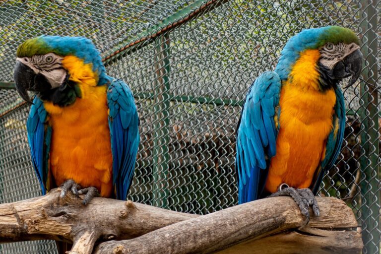 nikola-johnny-mirkovic-5GzlumDswnM-unsplash