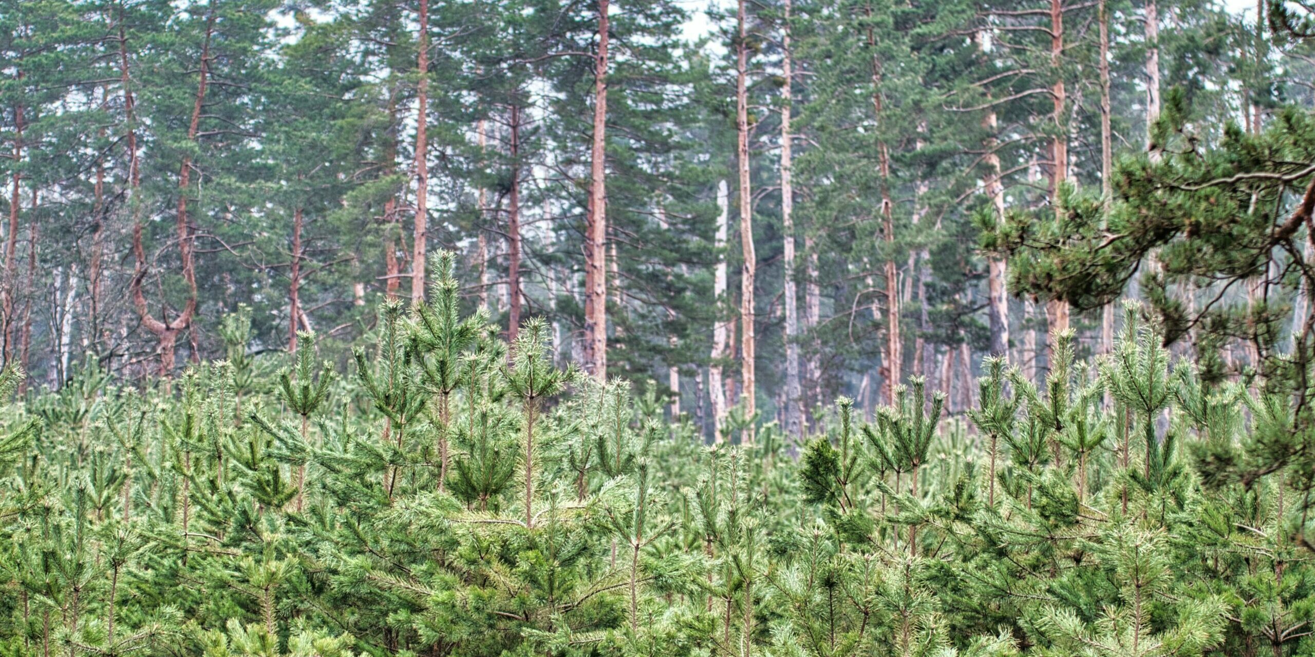 alex-belogub-SIXwWblOzOw-unsplash