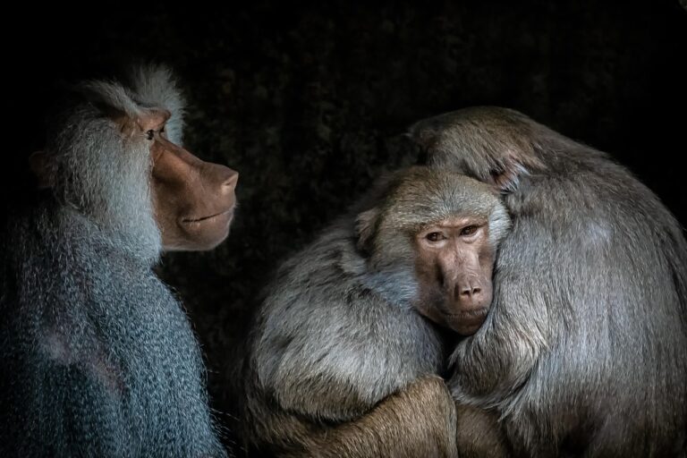 Pavian_baboons-ga1f0f27b6_1280